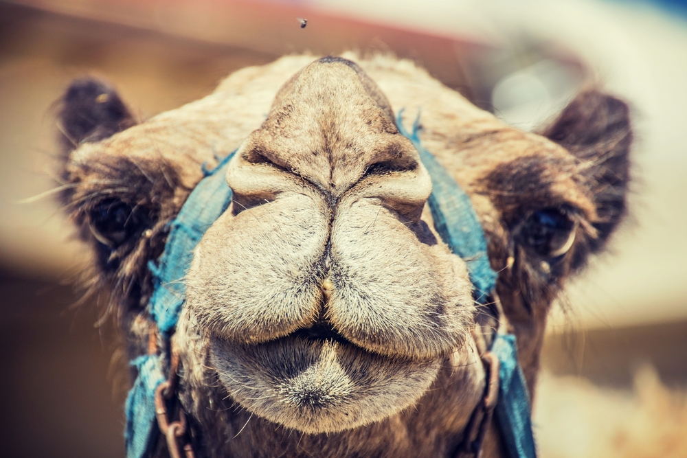 Camels, Cups, and Pain: Muscle and Joint Injury or Warning?
